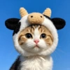 Gatos Cute 🤩😍 18