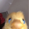Meemes de animalitos 3🥵✨ 5