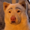 🐶🐕🦴PERRITOS | DOGS🦴🐕🐶 17
