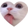 Love Kitten 🐾🐱 9