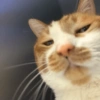 Cat meme 2 28