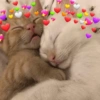Gatos românticos ❤️🐈 11