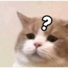 Cutie cat 9