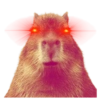 Capivara 👀 16