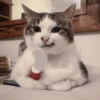 Cat meme 2 15