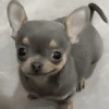 🐶🐕🦴PERRITOS | DOGS🦴🐕🐶 8