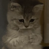 🐾Mix gatitos tristes😿🐾 14