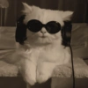 Cat meme 2 29