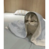 Olhas os gatinhos fofinhos 19