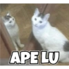 APE LU