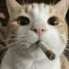 🧿Gatos para chat miau🐱🐈 6