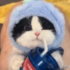 Gatos Cute 🤩😍 13