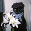 Gatinhos fofos 13