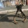 Animales Graciosos 😂 14