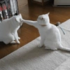Cat meme 2 18