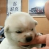 忍 忍忍
