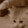 🧿Gatos para chat miau🐱🐈 7