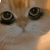 🧿Gatos para chat miau🐱🐈 25
