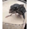 Animales Graciosos 😂 12