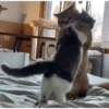 Cat meme 2 7