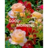 Good morning 26