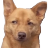 Cachorro meme 11
