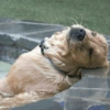 🐾Mix perritos tristes🐶🐾 6
