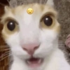 Random Cat 🐾 14