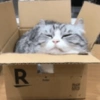 Box Bliss
