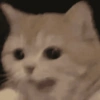 🧿Gatos para chat miau🐱🐈 27