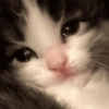🐾Mix gatitos tristes😿🐾 7