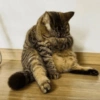 🌈🐈‍⬛✨️Gatos Funny Mood✨️🐈‍⬛🌈 6