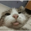 Cat Memes 😻 15