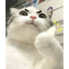 Low quality cat 18