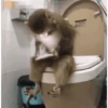 Macacos fofinhos 7