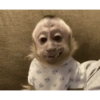 Macacos fofinhos 14