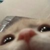 Cat meme 2 24