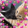 Gatitos amor 💘 9