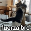 raguayita
fuerza bro