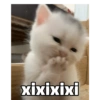 Kucing unyu💕 5