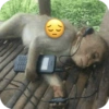 🐒 Reacciones de monitos🐒 15