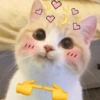 Gatos românticos ❤️🐈 8