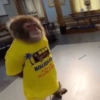 Macacos fofinhos 17