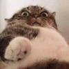 Low quality cat 17