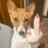🐶🐕🦴PERRITOS | DOGS🦴🐕🐶 22
