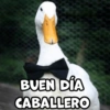 BUEN DÍA CABALLERO