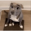 CATIORRO 9
