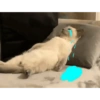 🌈🐈‍⬛✨️Gatos Funny Mood✨️🐈‍⬛🌈 9