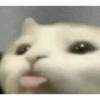 KUCINGABLE 6