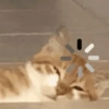 🧿Gatos para chat miau🐱🐈 23